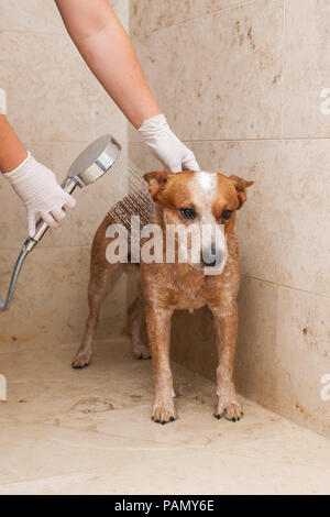 Australian Cattle Dog in einem Badezimmer geduscht. Deutschland.. Stockfoto