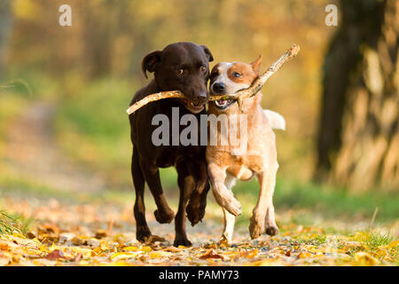 Labrador Retriever und Australian Cattle Dog. Zwei Erwachsene tragen einen Stick zusammen. Deutschland. Stockfoto