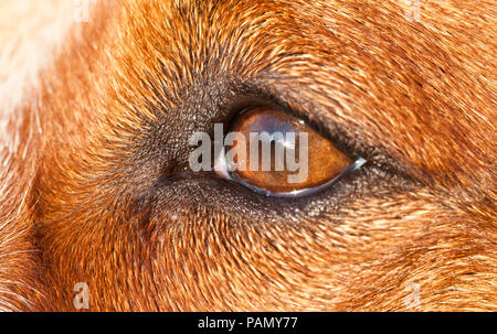 Australian Cattle Dog. In der Nähe von Auge. Deutschland... Stockfoto