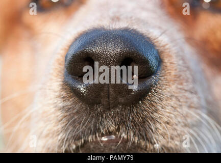 Australian Cattle Dog. In der Nähe von Nase und Schnauze. Deutschland... Stockfoto