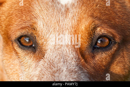 Australian Cattle Dog. In der Nähe der Augen. Deutschland.. Stockfoto