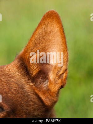 Australian Cattle Dog. Nahaufnahme eines Ohr. Deutschland.. Stockfoto