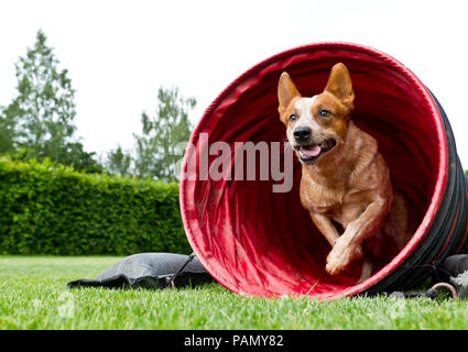 Australian Cattle Dog führt durch einen Tunnel in einen agility Kurs Deutschland.. Stockfoto