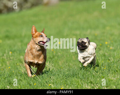 Australian Cattle Dog und Mops läuft auf einer Wiese. Deutschland. Stockfoto