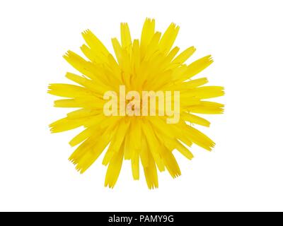 Thistle gelbe Blume auf weißem Hintergrund Stockfoto