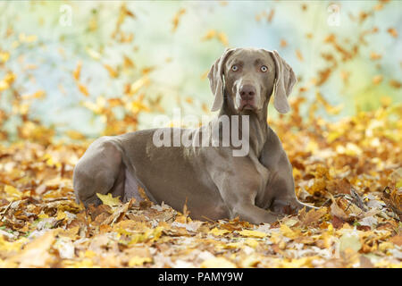 Weimaraner. Erwachsener Hund liegend in Leaf litter. Deutschland.. Stockfoto