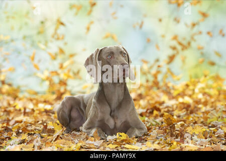 Weimaraner. Erwachsener Hund liegend in Leaf litter. Deutschland. Stockfoto