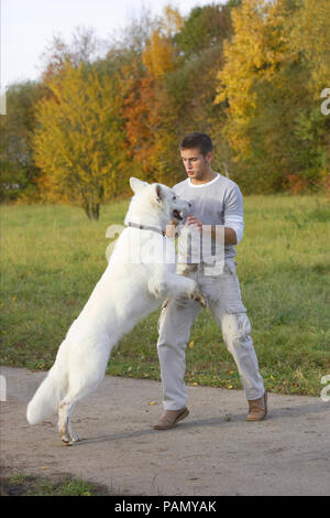 Weisser Schweizer Schäferhund springen bis zu einem Mann. Deutschland Stockfoto