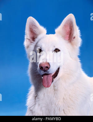 Berger Blanc Suisse, Weisser Schweizer Schäferhund. Portrait von Erwachsenen. Studio Bild vor einem blauen Hintergrund. Deutschland Stockfoto