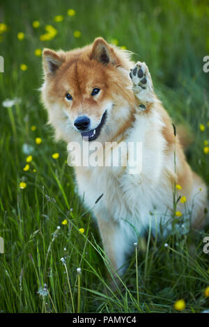 Eurasier, Eurasien. Erwachsener Hund sitzt auf einer Wiese, mit vorderpfote angehoben. Deutschland