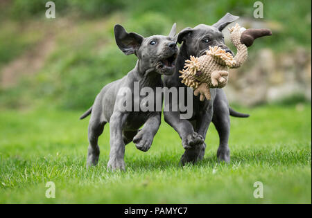 Dogge. Zwei Welpen zerren an einen Plüsch Spielzeug. Deutschland Stockfoto