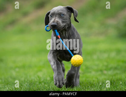 Dogge. Welpen spielen mit einem Ball auf eine Zeichenkette. Deutschland. Stockfoto