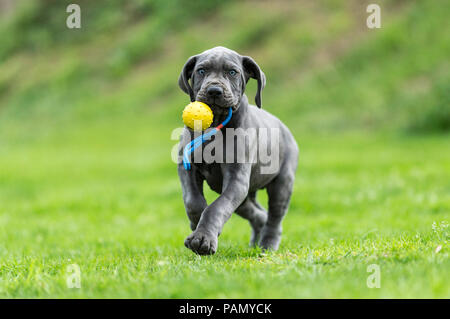 Dogge. Welpen spielen mit einem Ball auf eine Zeichenkette. Deutschland. Stockfoto