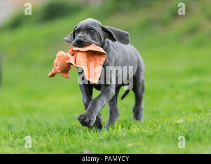 Dogge. Welpen spielen mit einer verknoteten Handtuch. Deutschland. Stockfoto