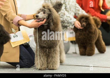 Standard Pudel. Erwachsene Hunde und Besitzer auf einer Hundeausstellung. Deutschland.. Stockfoto