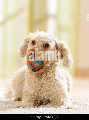 Ein Pudel liegt auf dem Teppich mit einem kleinen Ball in der Schnauze. Deutschland. Stockfoto