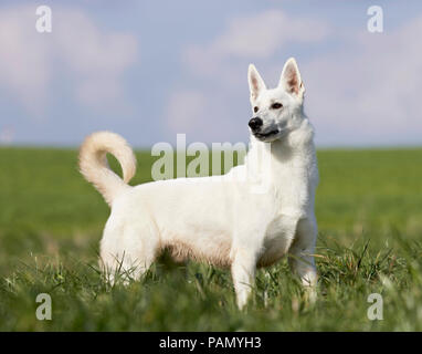 Weisser Schweizer Schäferhund. Erwachsenen Hund auf einer Wiese. Deutschland Stockfoto