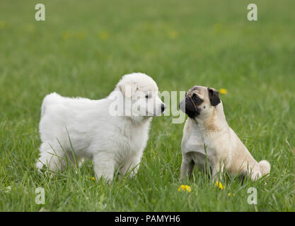 Weisser Schweizer Schäferhund. Neben erwachsenen Welpen Mops auf einer Wiese. Deutschland Stockfoto