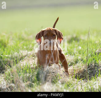 Magyar Vizsla, ungarischer Vizsla. Welpen auf der Wiese. Deutschland Stockfoto