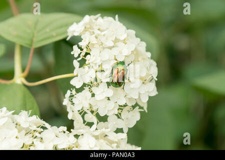 Grüne Käfer auf den Blütenblättern weiße Hortensien für viele Arten diese Käfer charakteristischen hellen metallischen Farbe. Grüne Käfer auf weiße Blume. Stockfoto