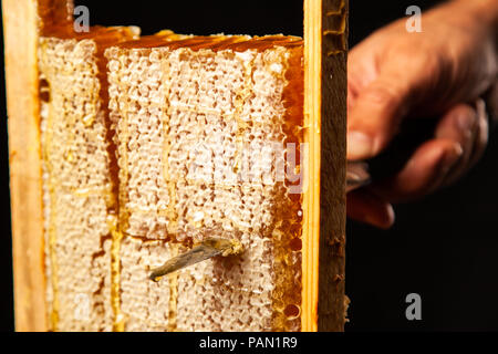 Honeycomb in einem Holzrahmen in Stücke geschnitten Stockfoto