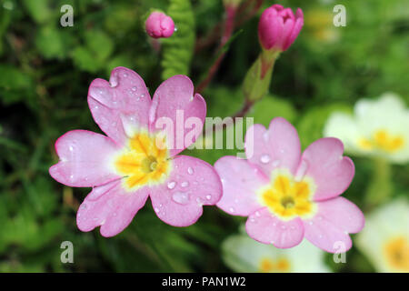 Rosa Primel primula vulgaris sibthorpii Stockfoto