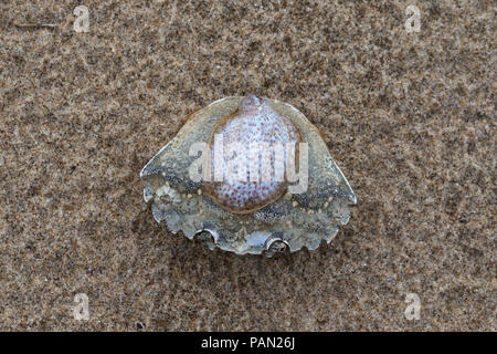 Slipper Limpet (Crepidula fornicata) Stockfoto