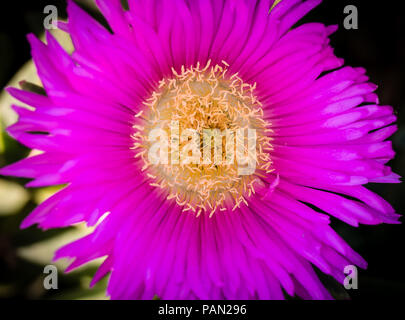 Mitte der Blume in Nahaufnahme Detail Stockfoto