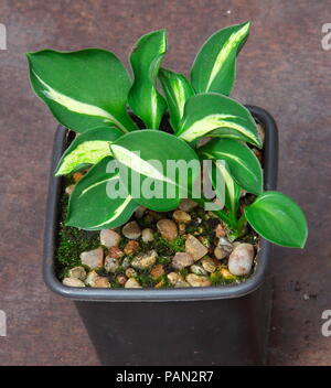 Die immer populat' Hosta 'Anlage mit schön geformten grüne Blätter mit weißer Spritzer im Zentrum als Teil der nationalen britischen Sammlung. Stockfoto