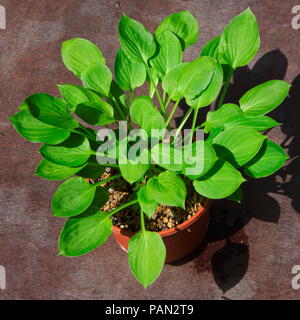 Die Hosta Werk in einem der vielen Formen hier als Teil der nationalen britischen Sammlung gezeigt mit seinen abgerundeten zu einem Punkt Blätter in einem schönen Grün. Stockfoto