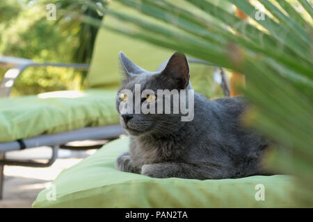 Blaue Katze lag auf einem grünen Kissen im Garten Stockfoto