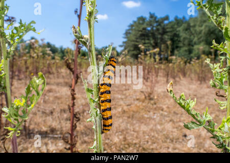 Zinnober motte Caterpillar (Tyria jacobaeae) Fütterung auf Blätter des Common ragwort/Tansy ragwort/St.James - Johanniskraut (Maculata vulgaris) im Sommer Stockfoto