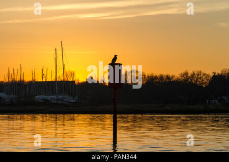 Beleuchtete Vogel (Seidenreiher?) sitzt auf einem Fluss anmelden River Hamble, Southampton, UK. Stockfoto