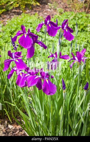 Iris ensata Iso-no-Nami in Blüte im Juni in einem Englischen Garten Stockfoto