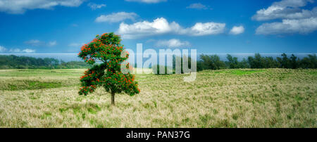 African Tulip Tree in der Weide und das Meer. Kohala Küste, Hawaii. Die große Insel Stockfoto