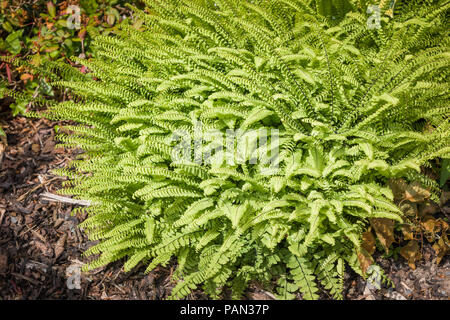 Adiantum pedatum in einem Englischen Garten wachsenden im Juni Stockfoto