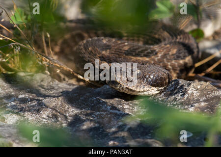 Frontale Aufnahme eines Klapperschlange, Crotalus horridus, zeigt Hitze sendernde Gruben und Nasenlöcher. Stockfoto