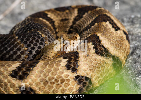 Eine goldfarbene Klapperschlange, Crotalus horridus. Stockfoto