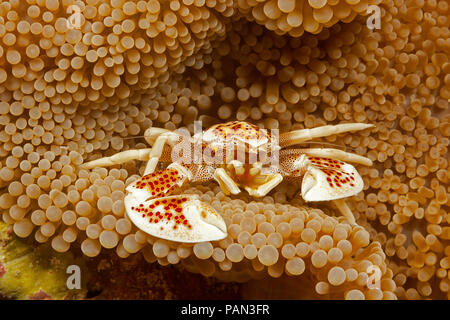 Porzellan Krabbe Neopetrolisthes Maculata auf Anemone, Yap, Mikronesien. Stockfoto