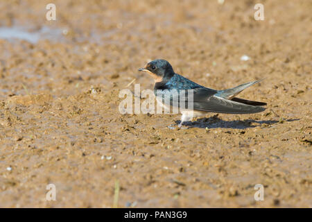 Scheune Schwalbe, Hirundo rustica, sammeln Schlamm für Nistmaterial. Stockfoto