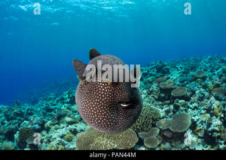 Perlhühner Kugelfisch, Arothron Meleagris, Yap, Mikronesien. Stockfoto