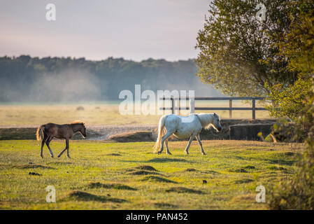 Neuwaldponys in Brockenhurst Stockfoto