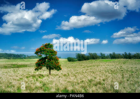 African Tulip Tree in der Weide und das Meer. Kohala Küste, Hawaii. Die große Insel Stockfoto