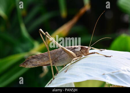 Langbeinige katydid erforscht die Gärten Stockfoto