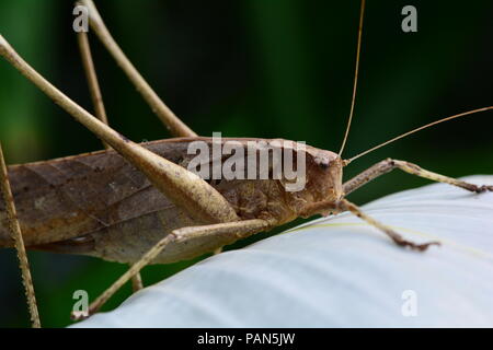 Langbeinige katydid erforscht die Gärten Stockfoto