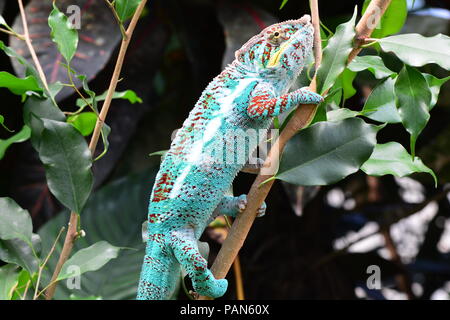 Eine bunte Chameleon Wanderungen rund um seine Umgebung zeigen ihre Schönheit. Stockfoto