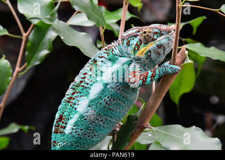 Eine bunte Chameleon Wanderungen rund um seine Umgebung zeigen ihre Schönheit. Stockfoto