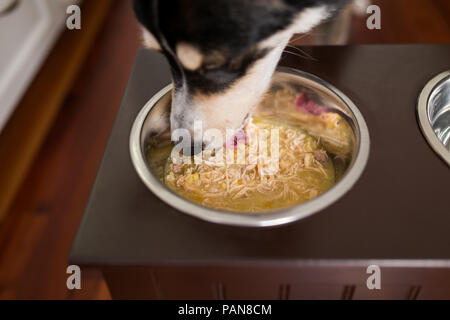 Husky mix Hund Essen in Dosen Hundefutter aus dem angehobenen Schrägförderer Stockfoto
