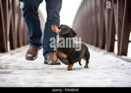 Dackel zu Fuß neben Mann auf der Brücke ohne Kragen Stockfoto