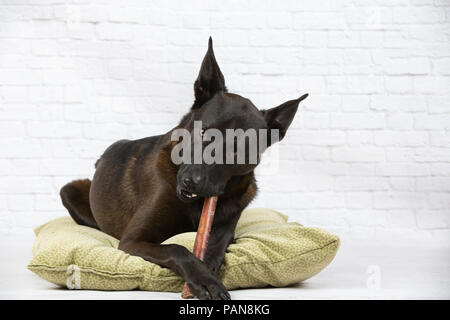 Schäferhund mix Hund kauen bully Stick auf Hund Bett im Studio Stockfoto